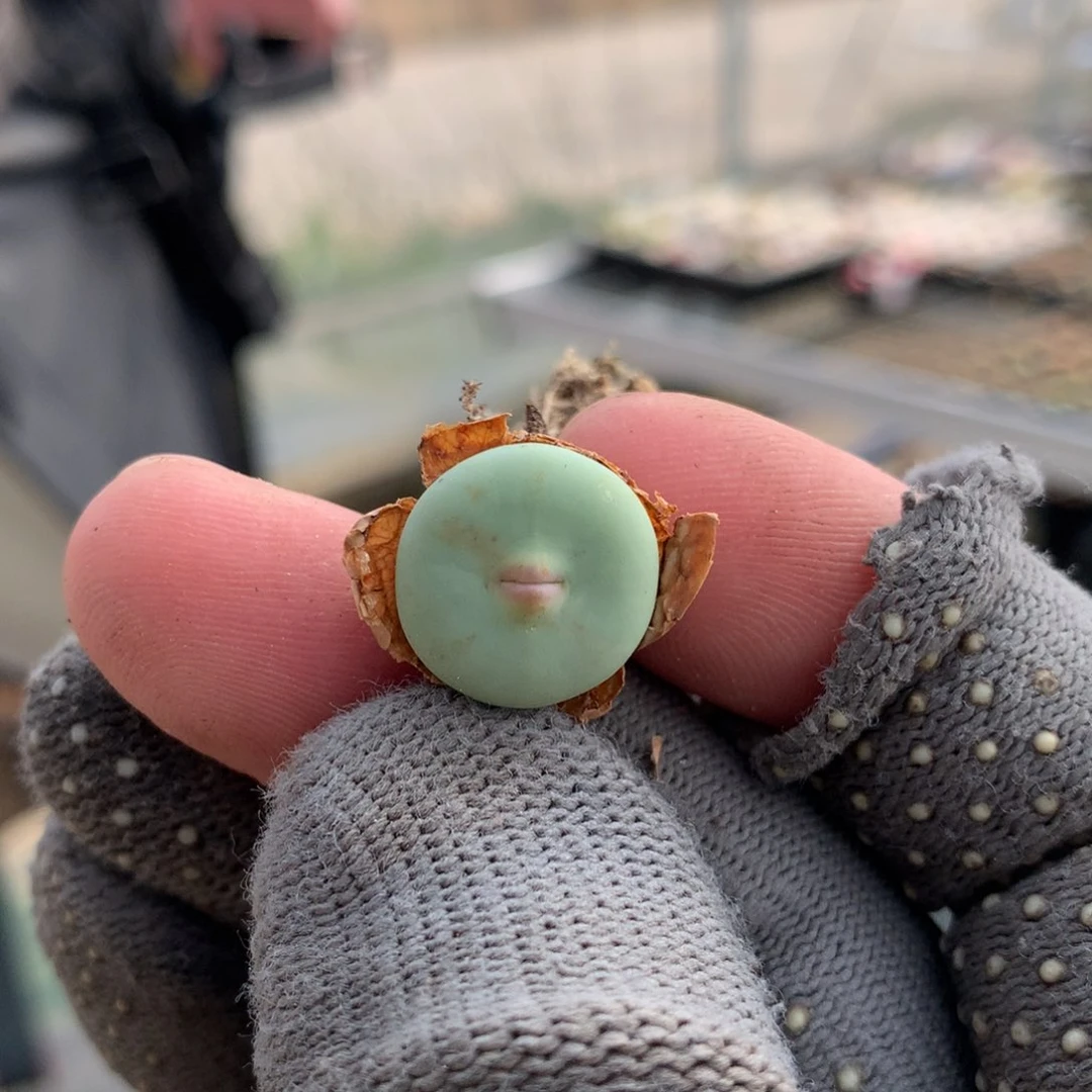 阿136大型红嘴母本