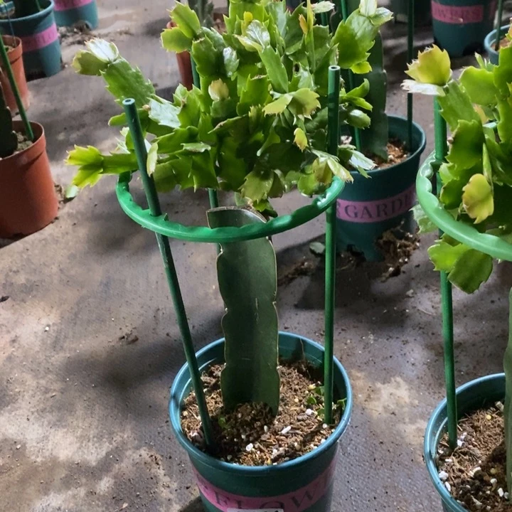 当前无花栽培后可以开花444嫁接061