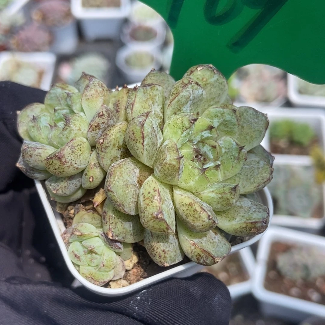 969赤水晶多肉植物保护