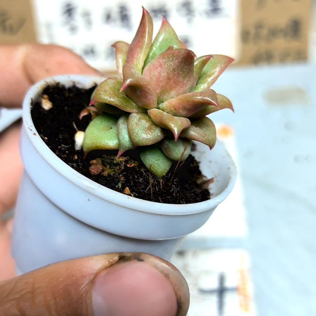 满6元包邮，饺子皮杂交