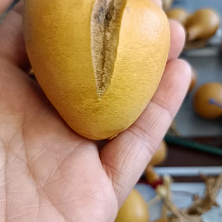 爱*惠葫芦葫芦葫芦葫芦葫芦葫芦