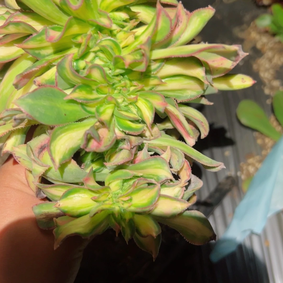 你762 号多肉植物法师新年福利