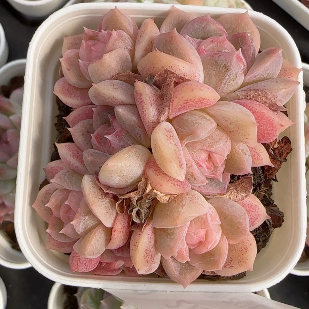 花语逸境0212-250