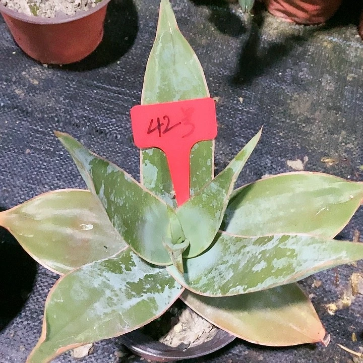 【闪购商品】无花朵银方锦芦荟