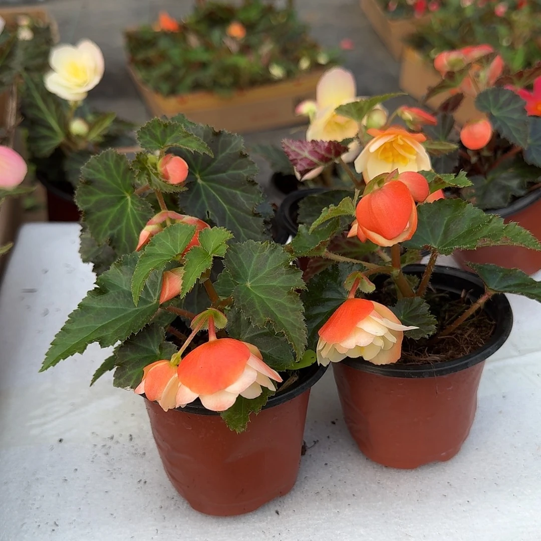 全部花苞90呗4盆白桃
