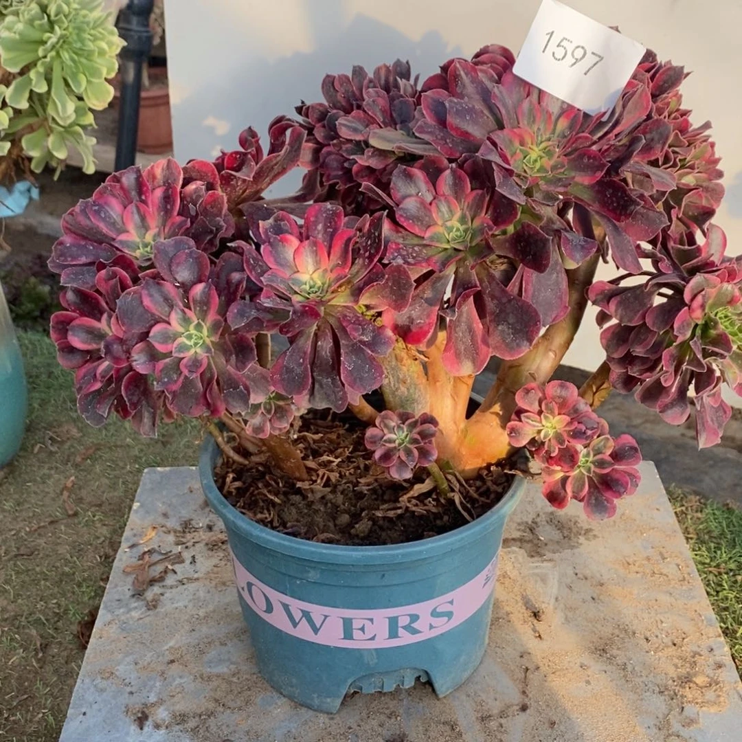 不开花植物1597号美杜莎缀化1颗