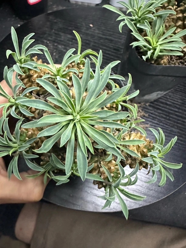 铁甲麒麟1号一物一拍