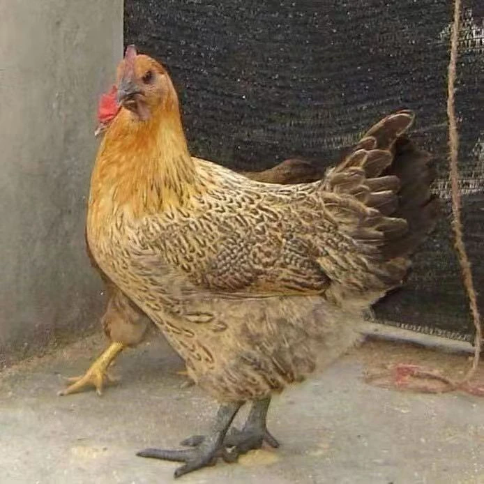 农家散养土鸡礼盒12只装 单只半斤左右土鸡头发货 新鲜恒温包邮