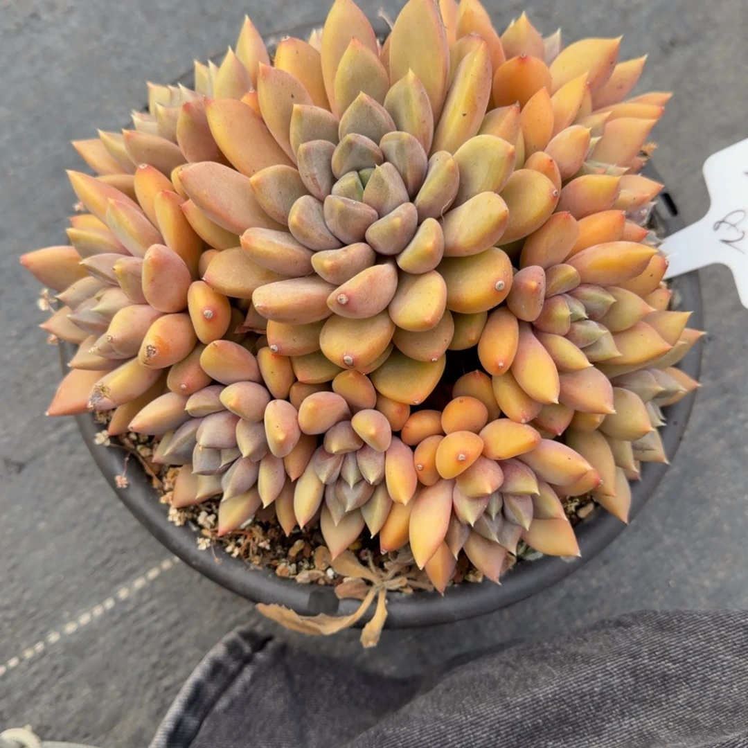 一物一拍精控红象牙捧花82