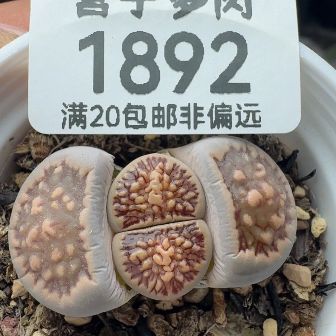 菊带盆土