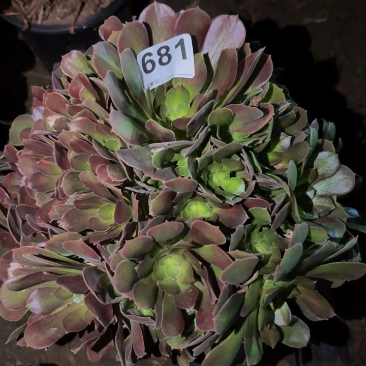 681邵修七彩多肉植物不售后