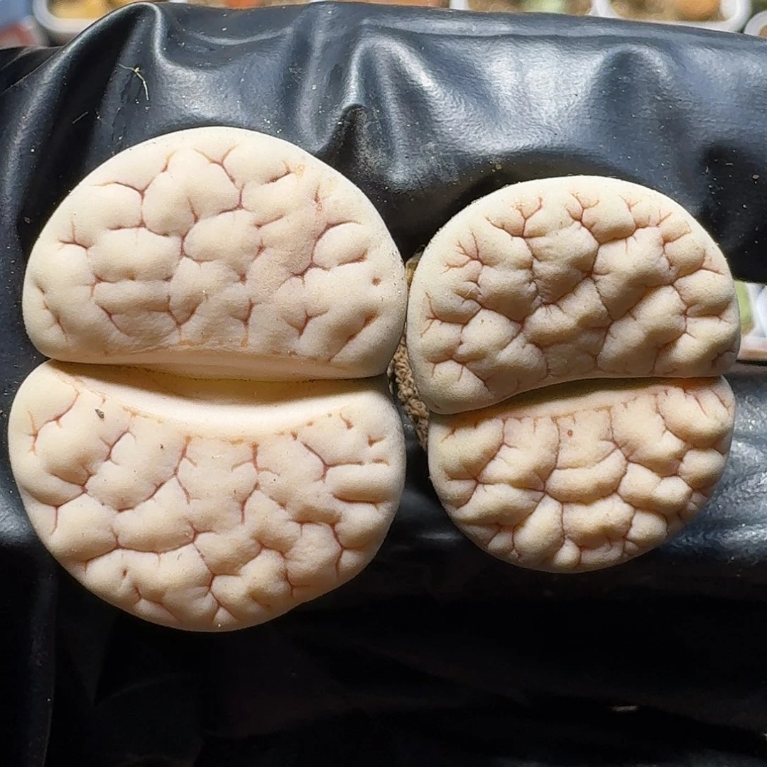 ✨**✨生石花等11111111。   185