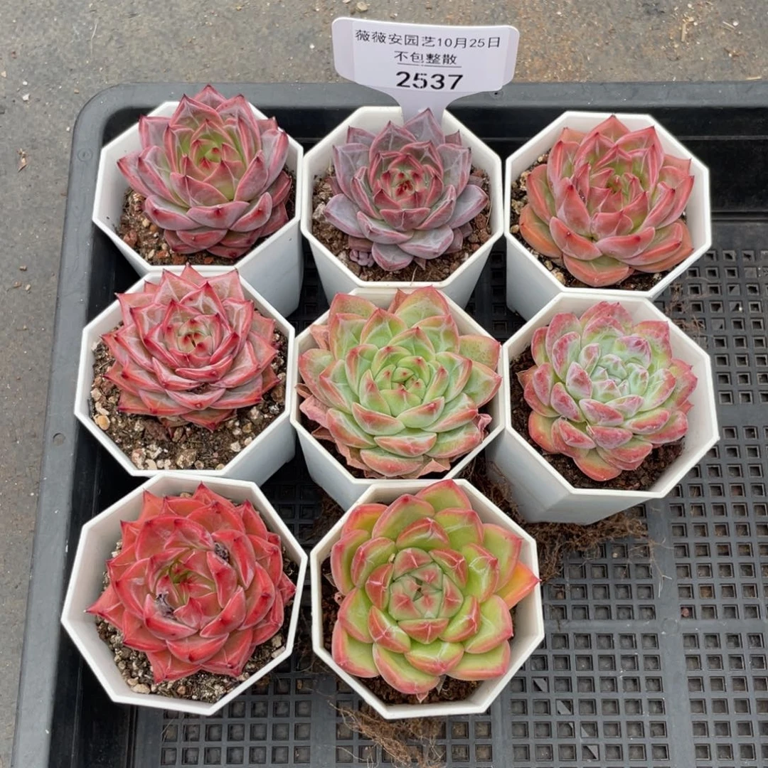 不包整散 盆子不售后2537