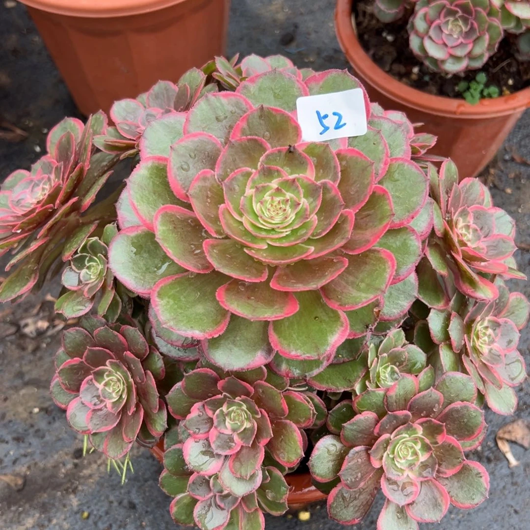 52夜宴多肉植物系