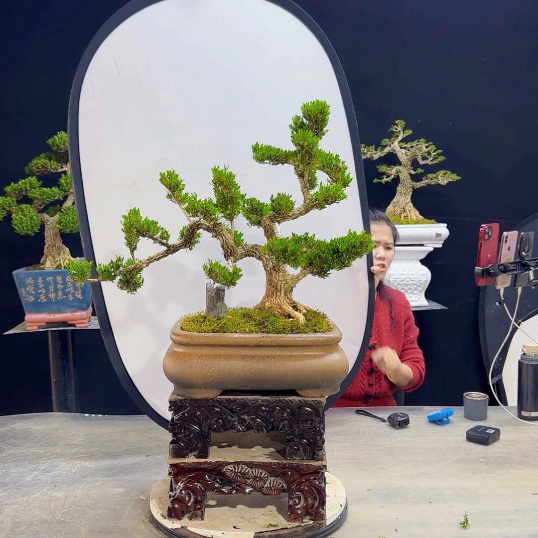 高端盆景艺术作品