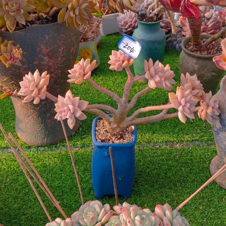 谢谢你的支持00000204