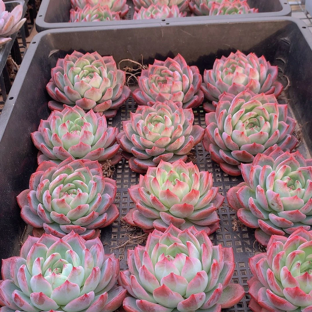 红鸾356678990000000