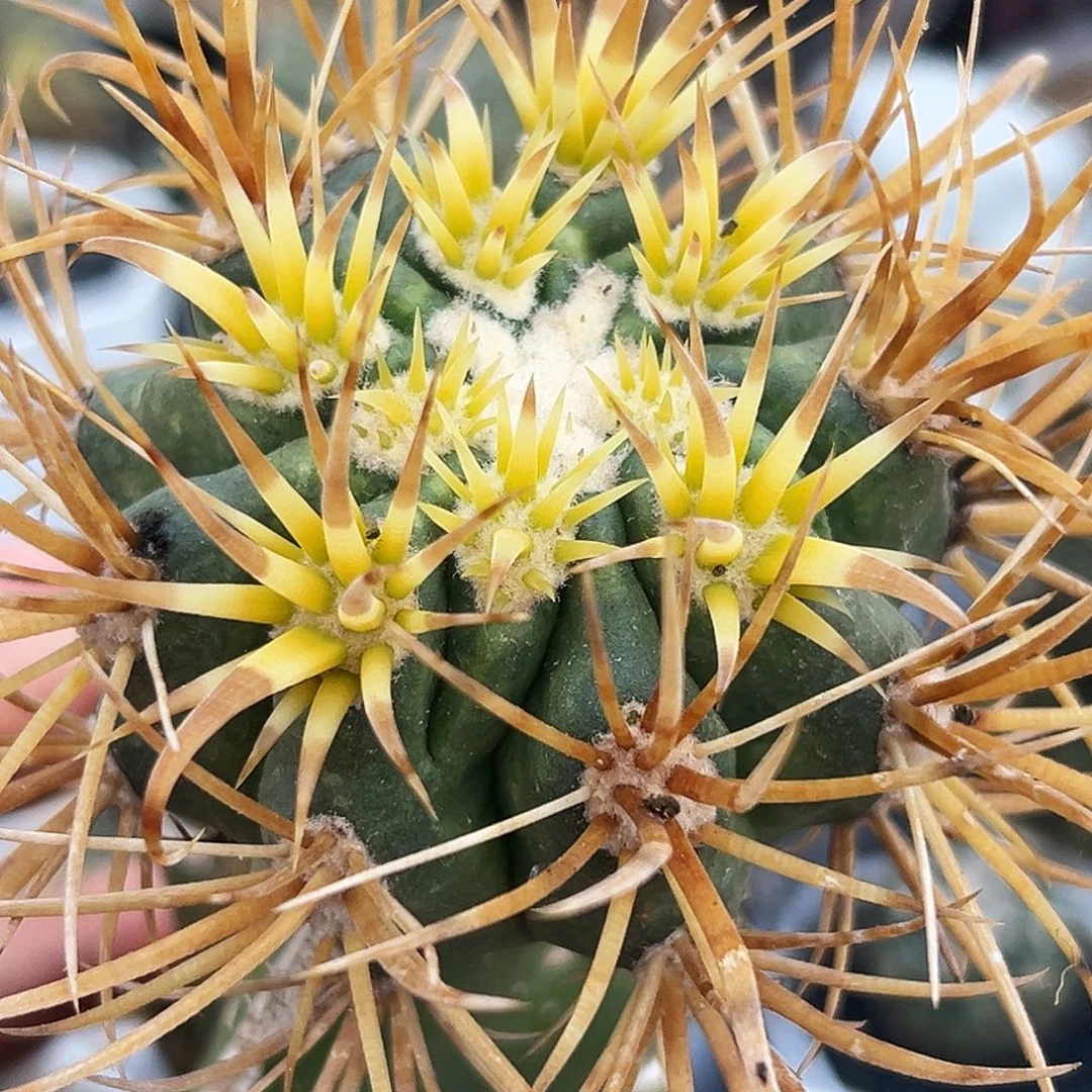 日系金冠龙仙人球66666666