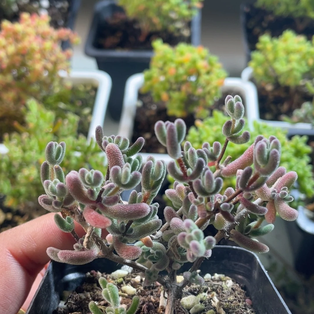 实生琉璃。