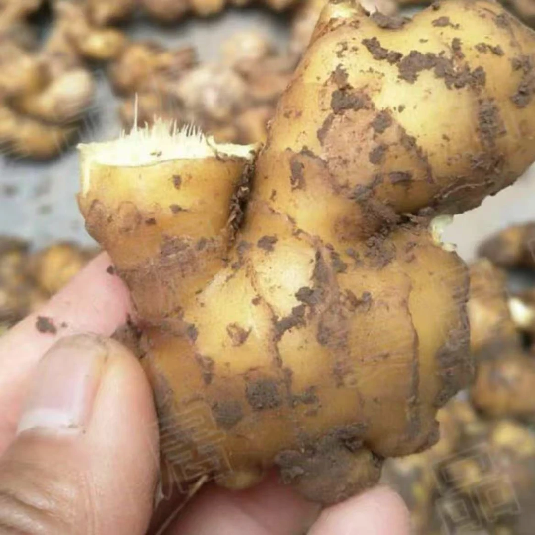 新鲜焦作生姜怀庆府特产辛辣姜