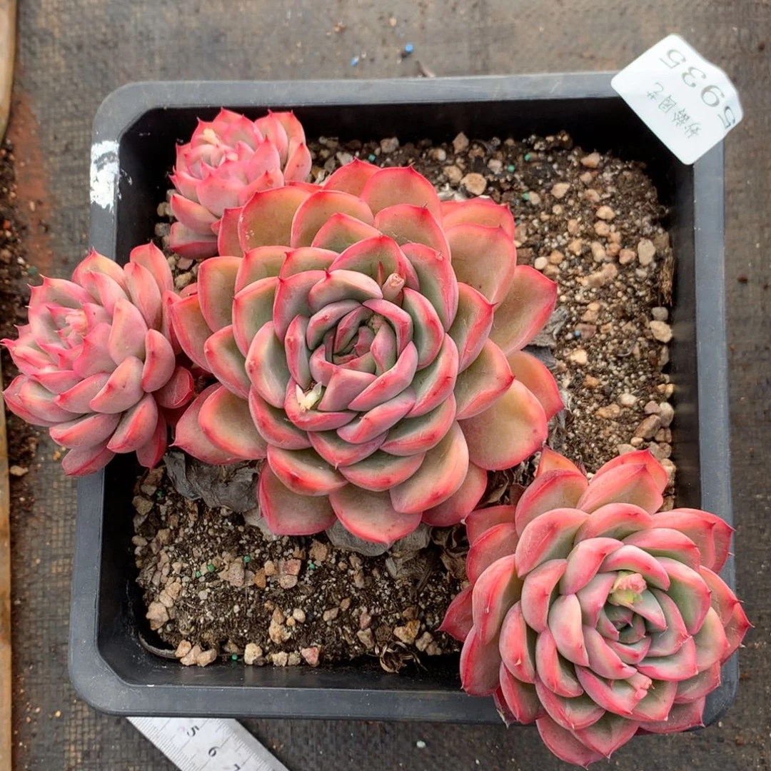 5935杂交精品基地20厘米