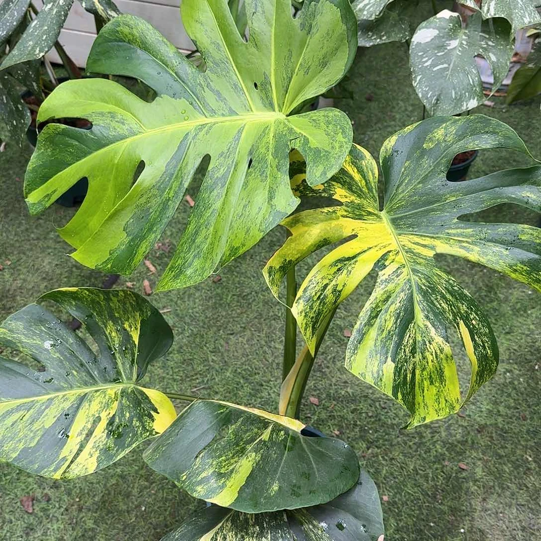 无花朵飞*D10短黄个体