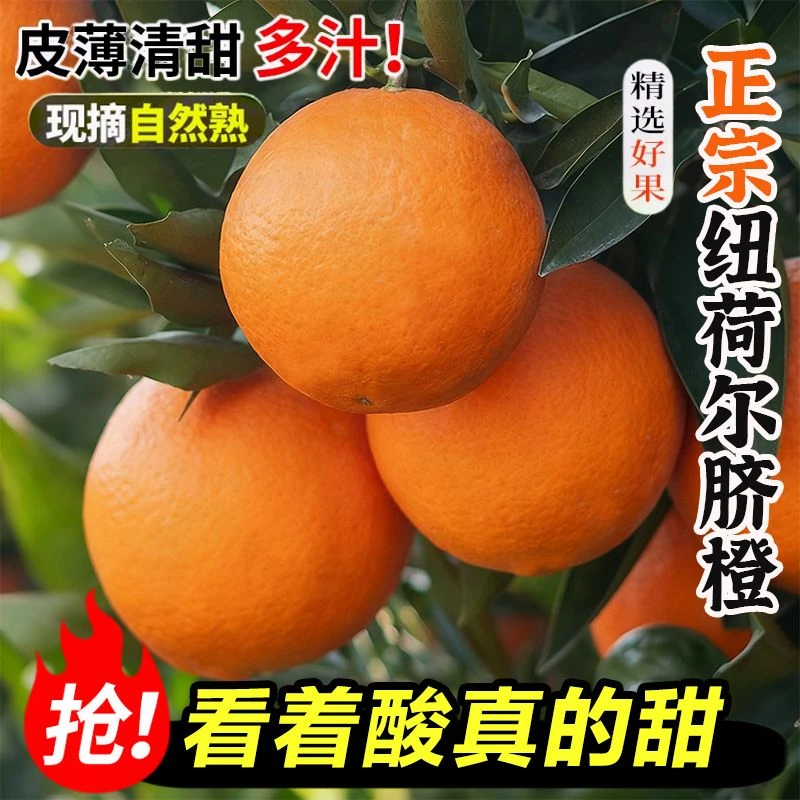 【3.8万人收藏】正宗高山高维C脐橙酸甜黄金比新鲜现发香甜多汁水果
