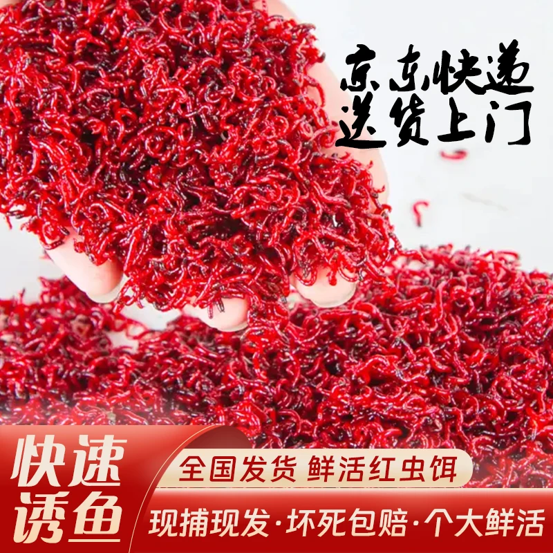 【直播福利】【京东包邮】死虫包赔/鲜活红虫/特大虫皇红虫活饵