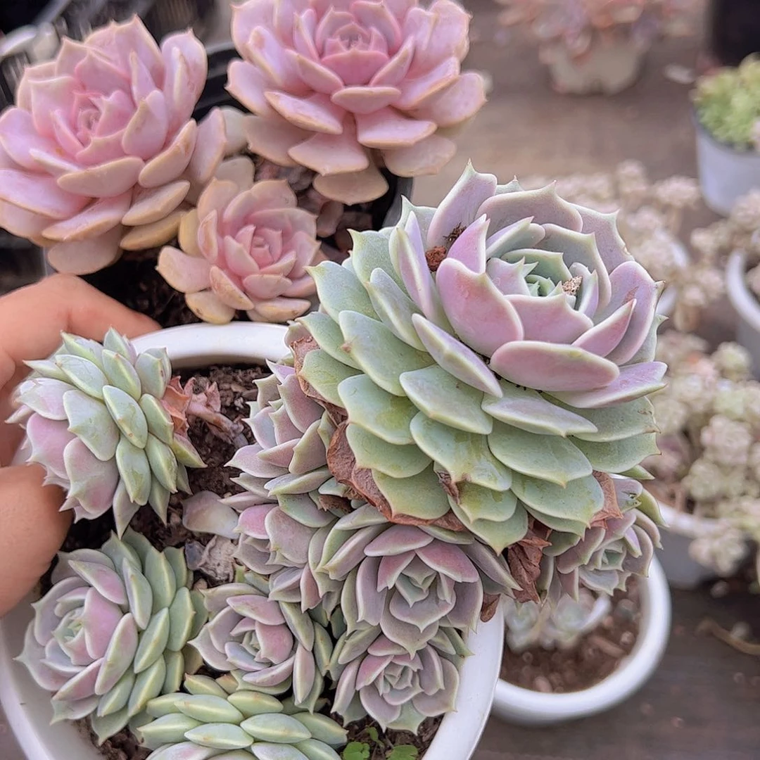 露娜莲大单头带多仔精品，粉蝶双头起发各一盆