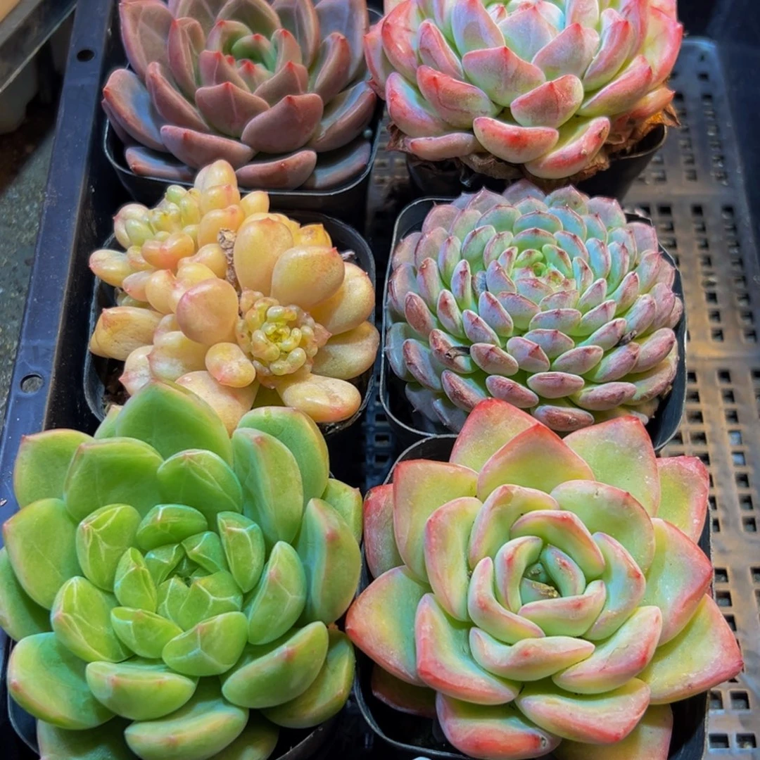 868多肉葡萄的价格也在