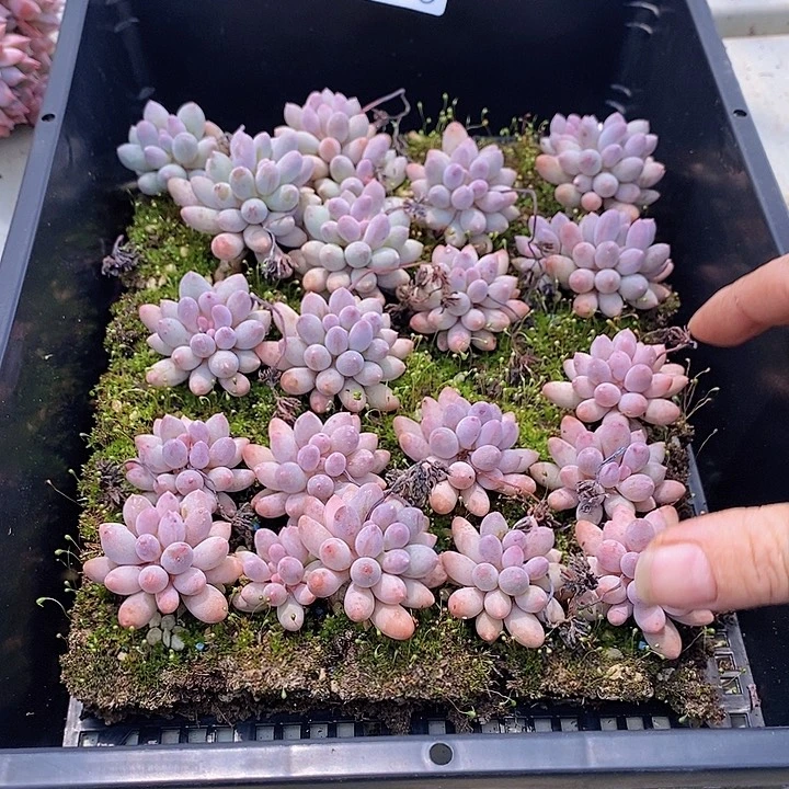 146 多肉植物盆栽花卉