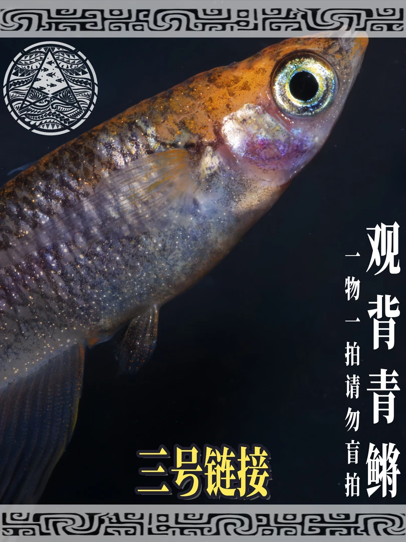 三号链接观背青鳉 一物一拍n+1备损