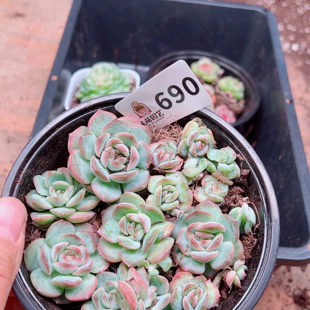 多肉植物多肉植物
