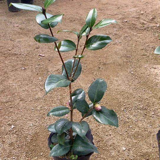 当前无花栽培后可以开花—黑贝
