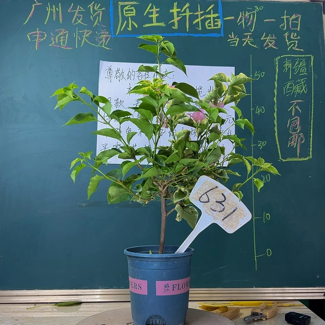 当前无花栽培后可以开花蜡染粉绿叶水晶同株631