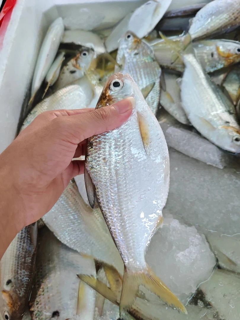 湛江本港新鲜  海黄鱼  流达黄鱼（小刺多） 5斤  顺丰发货