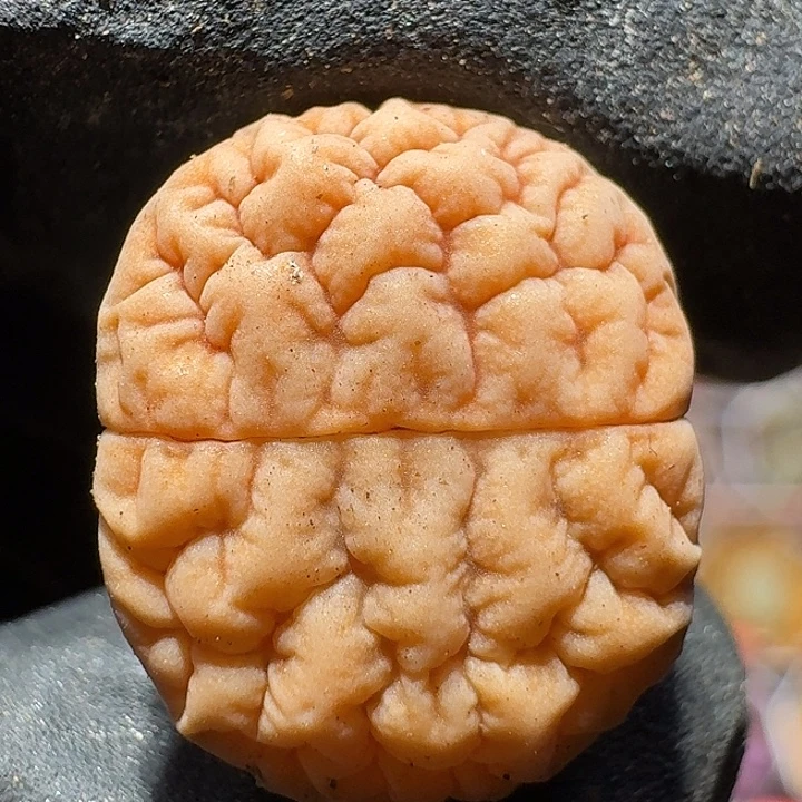 生石花111112。  292