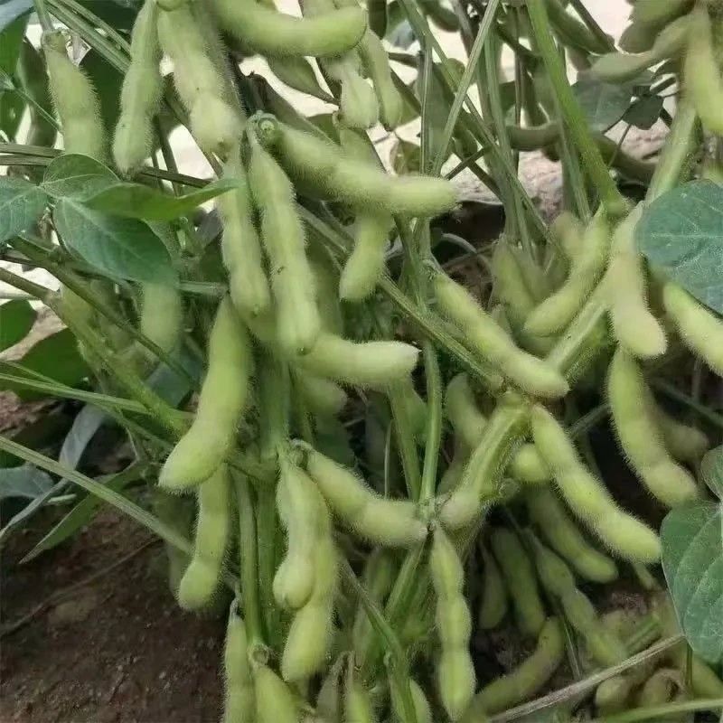 新鲜毛逗带壳发货现发河南农家自种当季毛豆