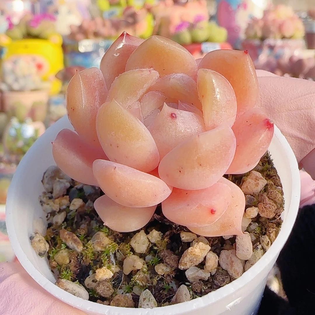 L 福利纯爱 盆口3cm