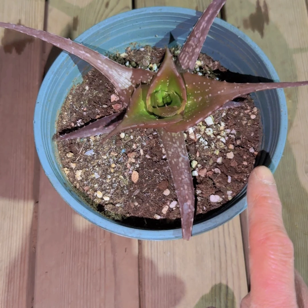 块根植物块根植物块根植物