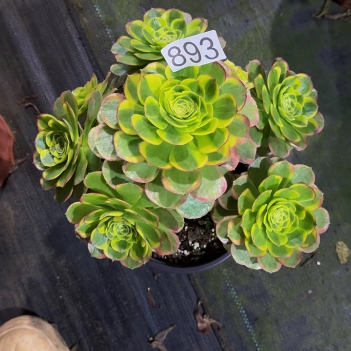 000000000893奶白锦