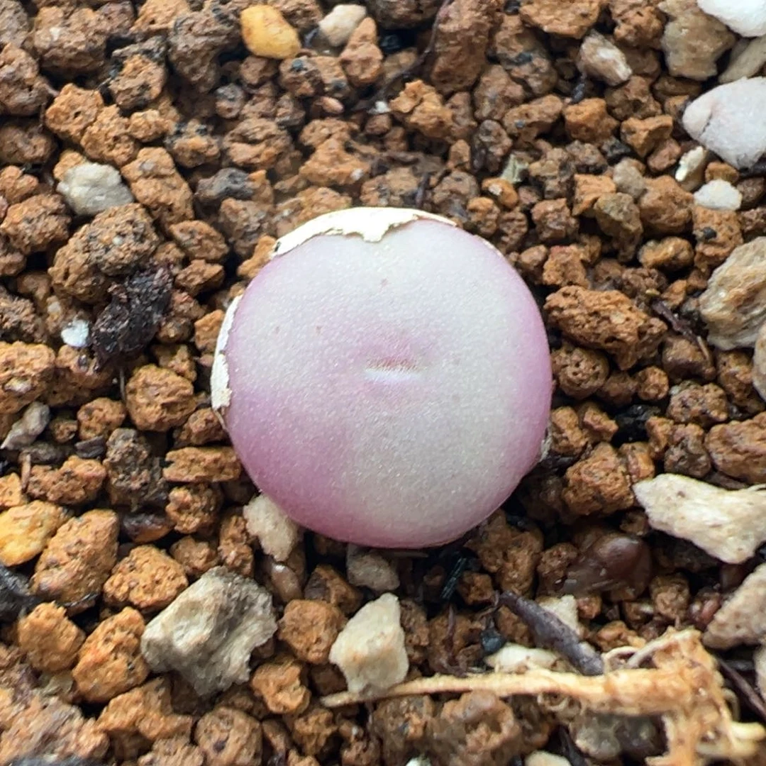 量拍白花大g小苗5颗。多肉