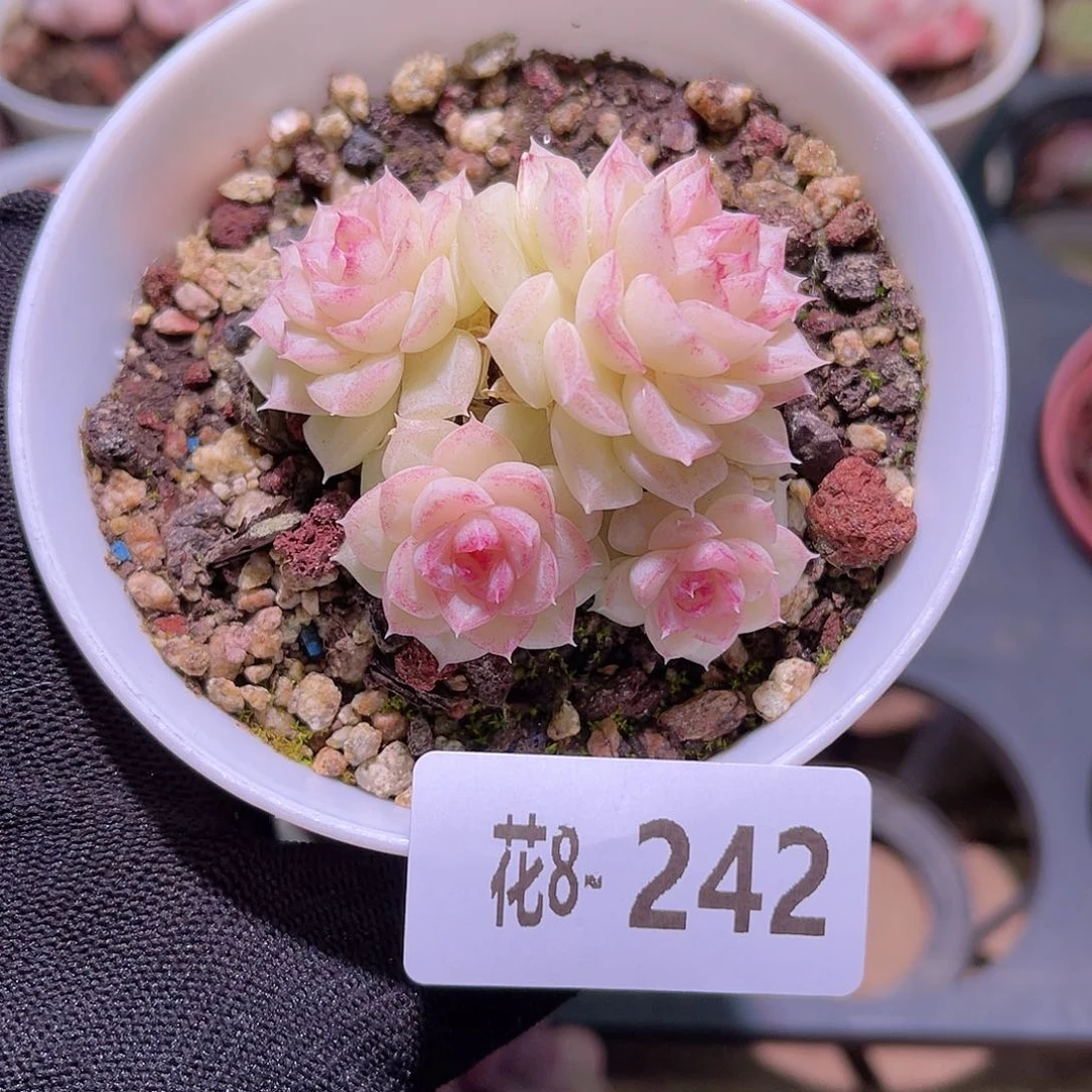 花08-242白天鹅群