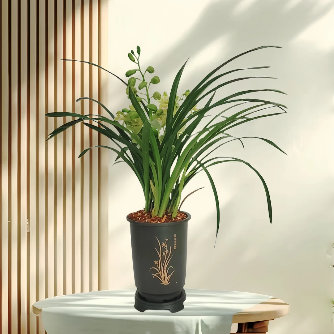 【带2支花剑】高端精品【香水香兰】兰花室内好养花卉开花植物花香