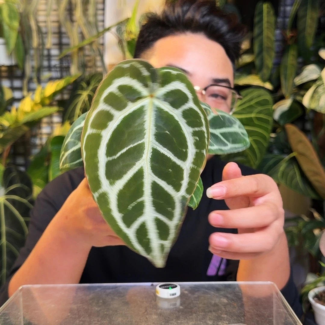 完全开放X92SKG杂小钻石