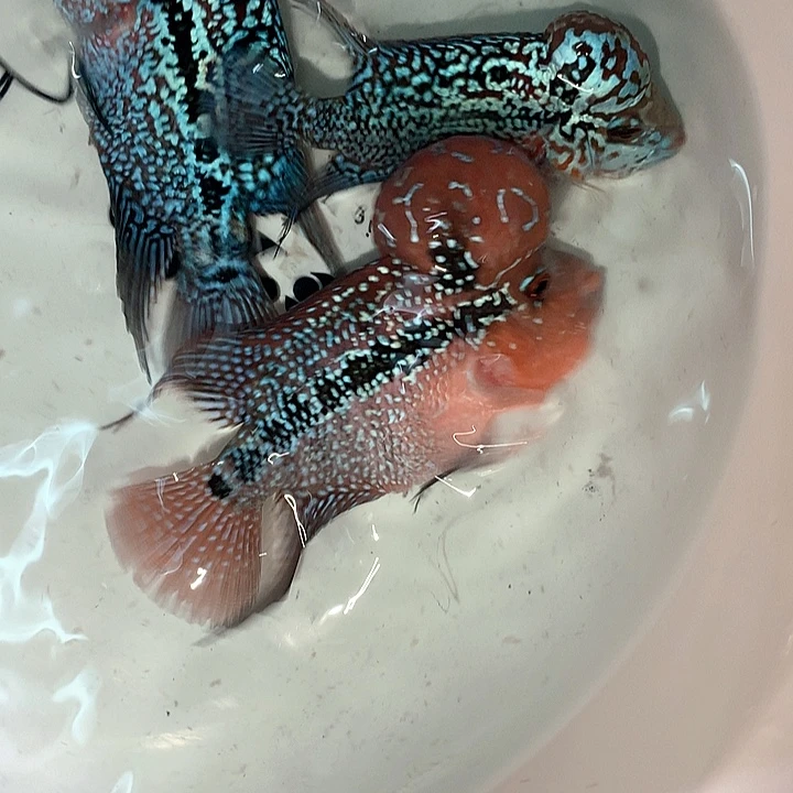 星***空罗汉鱼8888888888888888888