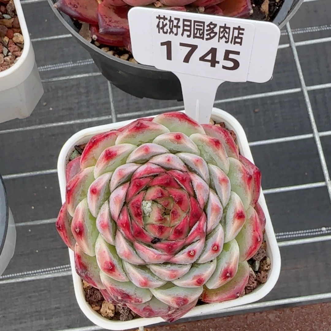 多肉植物1745…….@j