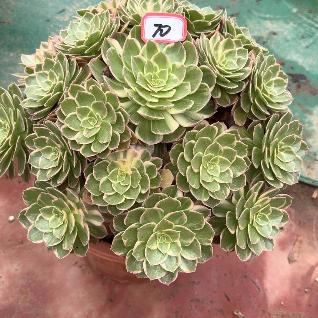 无花朵70万花筒多肉植物