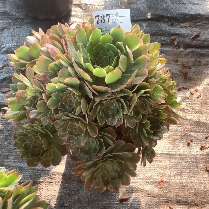 余***就多肉植物半夏737