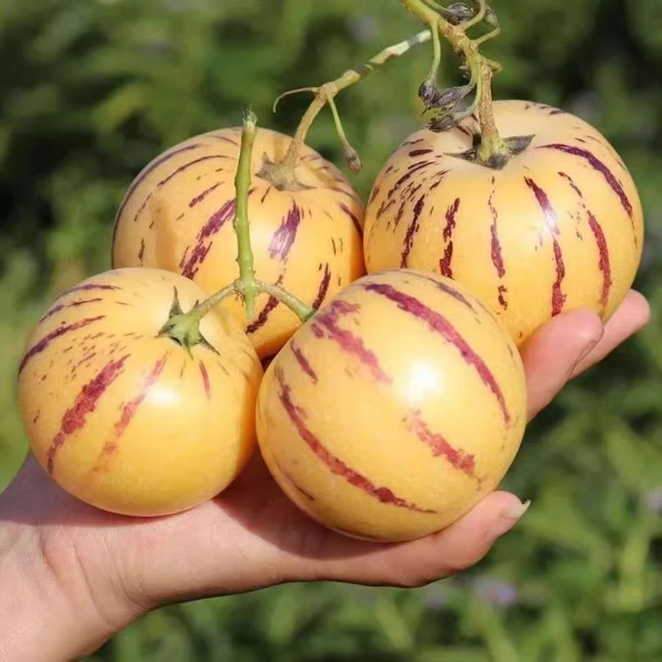 （新疆西藏包邮）人参果种子易成活果皮薄多汁四季播种香甜酥脆